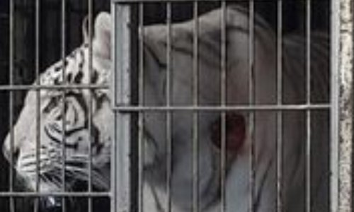 Plus jamais de cirque avec animaux à Autun!