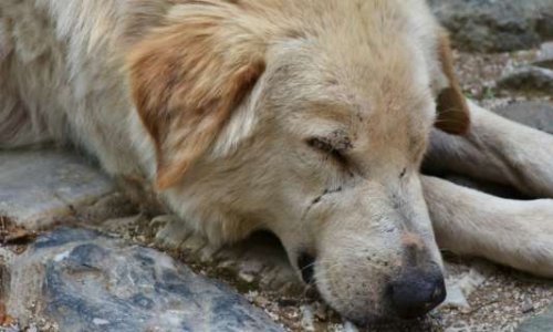 Pour qu’Adidas, sponsor de la Coupe du Monde, empêche la Russie d’exterminer les chiens errants !