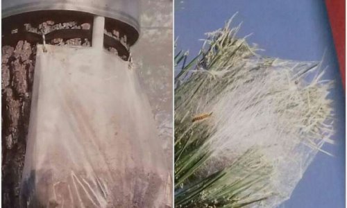 Alerte chenilles processionnaires