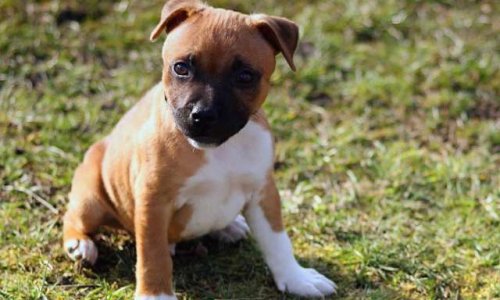 Prison ferme pour le bourreau d'Attila, martyrisée et jetée par la fenêtre à  Neuilly-sur-Marne