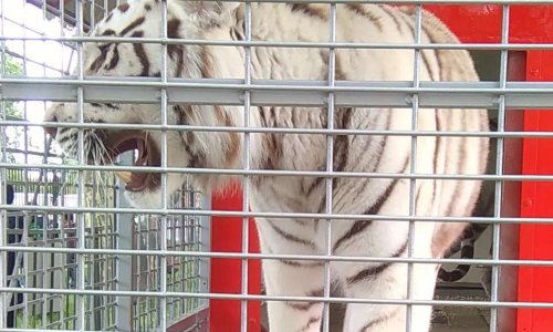 Pour des cirques sans animaux sauvages à Argenteuil