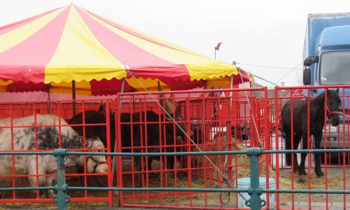 Plus de cirques avec animaux à Marquise