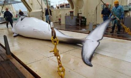Pour interdire la chasse à la baleine au Japon