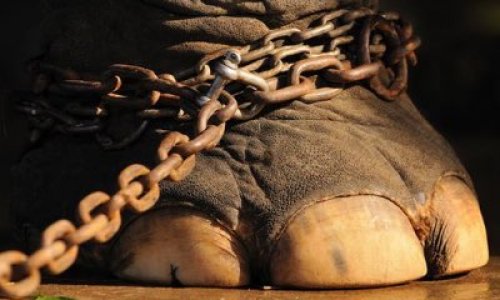 Non à la venue des cirques avec animaux à Vichy