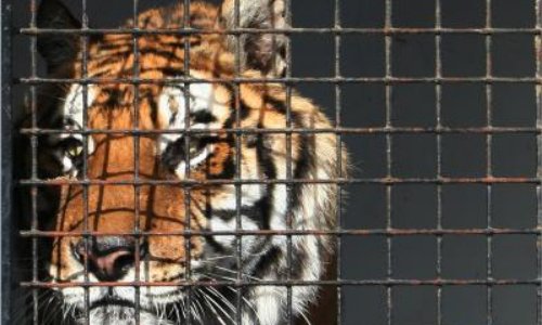 Pour l'interdiction des cirques avec animaux à Reims.