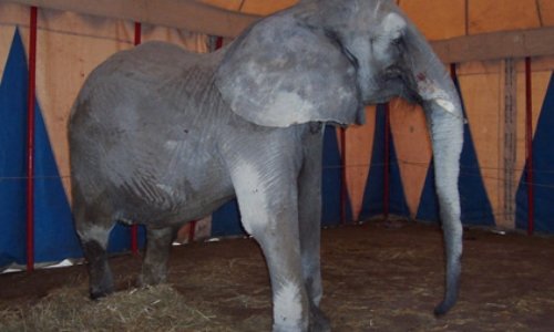 STOP aux cirques avec animaux à Toulon ( Var)