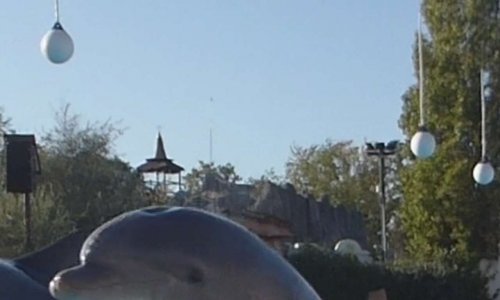 Soutenez ce magnifique parc Marineland. Oui à la reproduction !