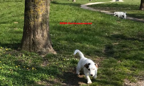 STOP projet incinérateur poubelles #Veolia @Troyes. ZERO cancer pour nos Toutous Parc des prés de Lyon à La Chapelle-Saint-Luc !