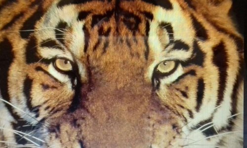 Plus jamais de cirques avec animaux à Conflans Ste Honorine, Yvelines