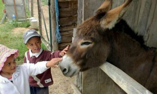 Pour une nouvelle matière à l'école : l'empathie envers les animaux