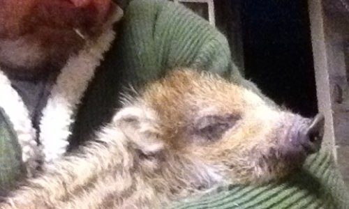 Sauvez ma petite marcassin Truffe !