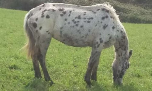 STOP A LA MALTRAITANCE !