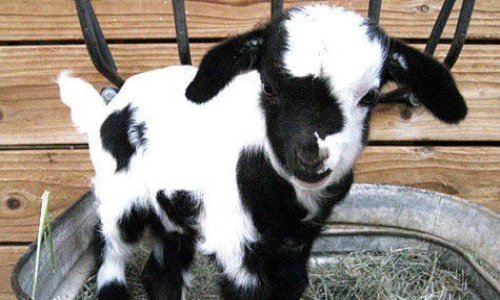 Une petite chèvre pour nous rendre heureux