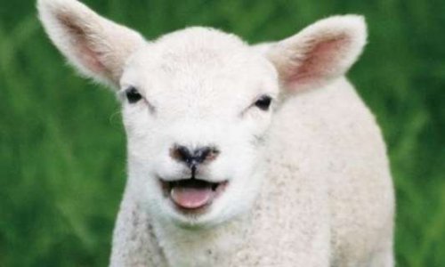 STOP ! TUER LES AGNEAUX EN EUROPE !
