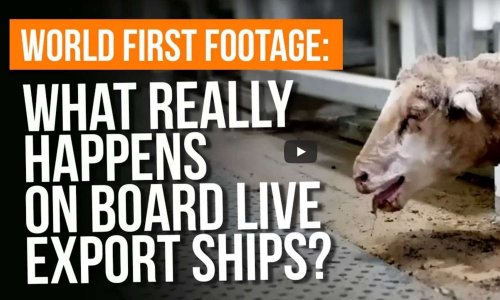 Exportations de moutons vivants d'Australie vers le Moyen-Orient.