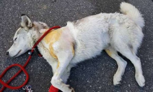 Peine de prison ferme et interdiction de détenir des animaux pour le bourreau de Grignon (Savoie)