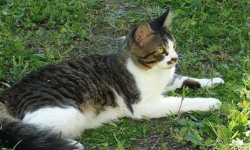 Pour le retour immédiat du chat Clover dans son foyer