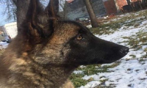 Justice pour Sasha, le chien sauvagement tué dans le comté de Timis, Roumanie