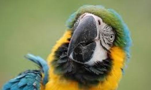 Sauvons Bekky le perroquet