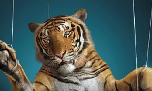 NON AU CIRQUE AVEC ANIMAUX ZAVATTA à RIS ORANGIS