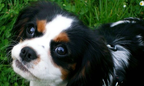 STOP aux abus des laboratoires MSD