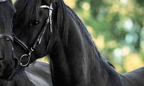 Interdire les boucheries chevalines pour protéger ces êtres magnifiques !