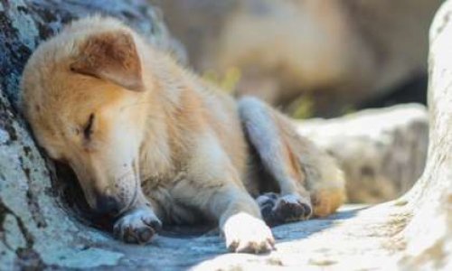 Non aux massacres des chiens errants d'Agadir