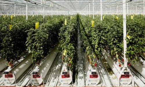 NON aux Tomates Industrielles à EGLETONS : UN PROJET du Passé