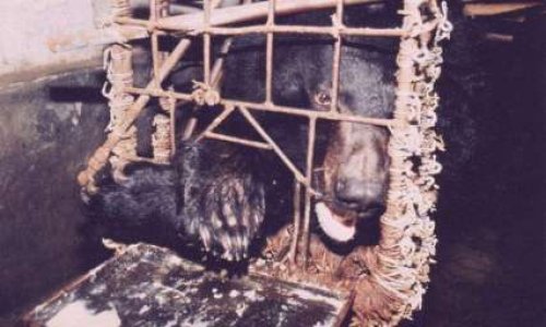 Pour la sauvegarde des ours au Cambodge