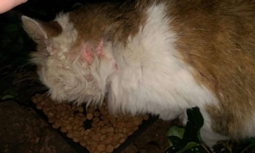 Des chats et hérissons menacés ainsi que les arbres par un potager partagé