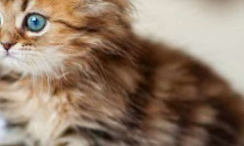 Interdire absolument les abondons des chiens et chats trop mignons