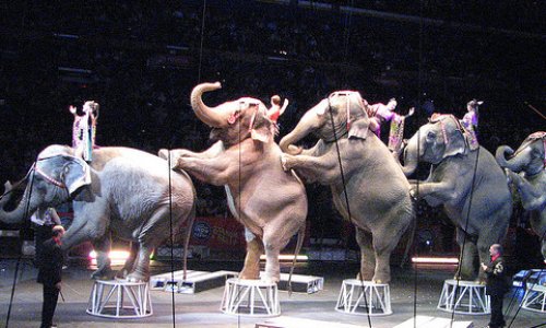 Pour une France avec des cirques mais sans animaux, pour une France sans cruauté, ni torture animale