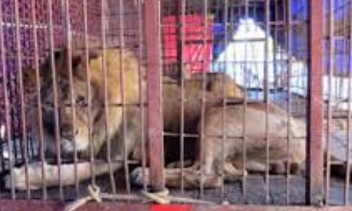 Stop aux cirques avec animaux et lâchers de gibiers à Saint-Laurent de la Cabrerisse