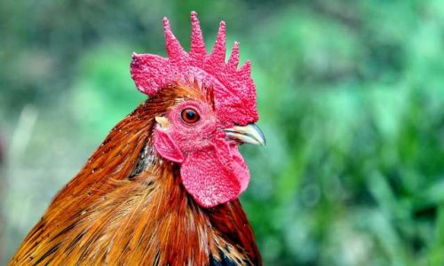 Défense du coq des Loges en Josas