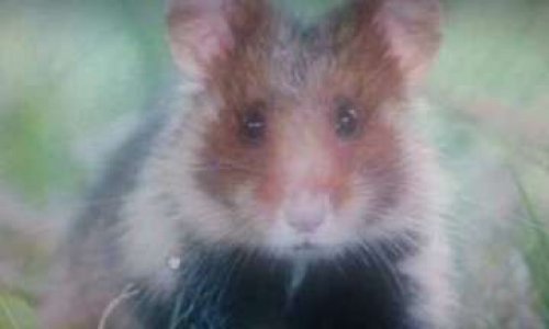 Contre autoroute Gco-A355, Justice pour les petits et pour l'Avenir des enfants