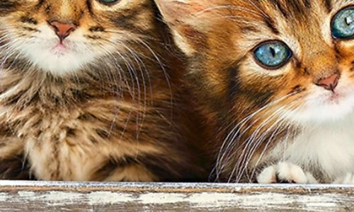 Non aux abandons et à la maltraitance des chiens et chats