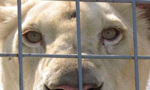 Non aux animaux sauvages dans les cirques