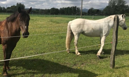 STOP projet potentiel Usine SEVESO ex-site #Seita #Altadis #ImpérialTobacco : Sauvons chevaux @Riom !