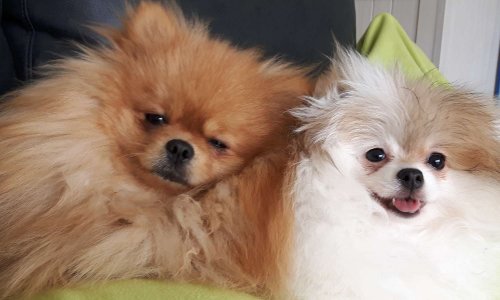 ALERTE : Assassinat de nino et foxy