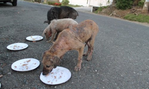 Pour la stérilisation des chiens/chats errants et la création d’un centre d’accueil pour ces animaux orphelins à Tahiti