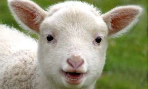 Halal : égorger avec étourdissement comme les autres !