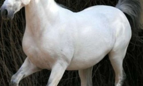 Non à la maltraitance des chevaux