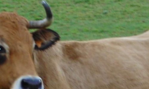 Non à la maltraitance des vaches et aux abattoirs