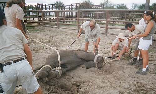 NON aux cirques avec animaux à Veigy-Foncenex