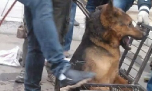 Pour que la FIFA empêche le massacre des chiens errants dans les pays candidats ou recevant la coupe du monde!