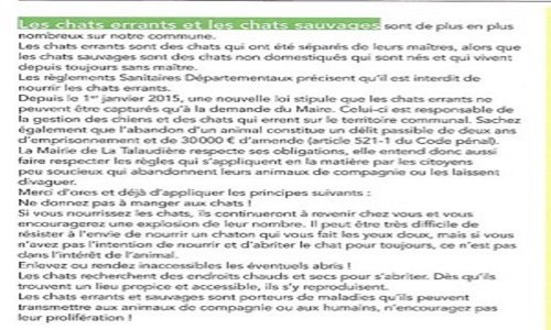 Mise en place d’une campagne de stérilisation pour les chats errants