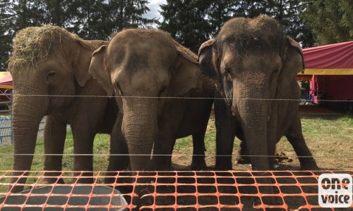 Pour que Mina et Kamala soient retirées du cirque et placées en sanctuaire! #CirquesSansAnimaux
