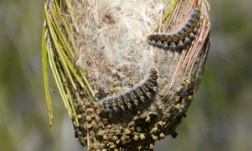 Santé publique - chenilles processionnaires dans la station thermale à orientation dermatologique La Roche Posay