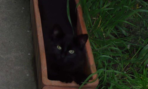 Origine des animaux présentés à l'adoption par des associations se présentant comme de protection animale