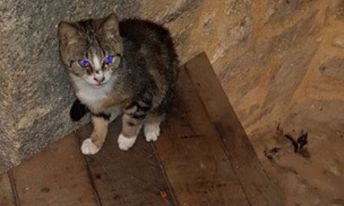 Aidons les chats errants du Mont-Saint-Michel (dép. 50)